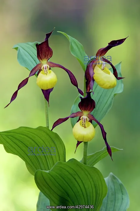 : LadyIs - slipper Orchid - flowering wild plant : LadyIs - slipper Orchid - flowering wild plant