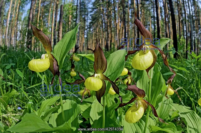 : LadyIs - slipper Orchid - flowering wild - plants : LadyIs - slipper Orchid - flowering wild - plants