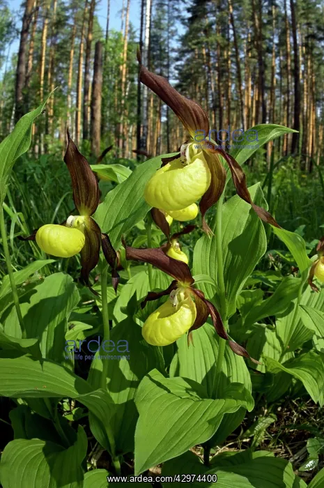 : LadyIs - slipper Orchid - flowering wild - plants : LadyIs - slipper Orchid - flowering wild - plants