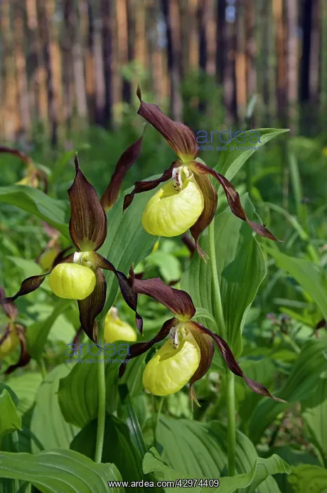 : LadyIs - slipper Orchid - flowering wild - plants : LadyIs - slipper Orchid - flowering wild - plants