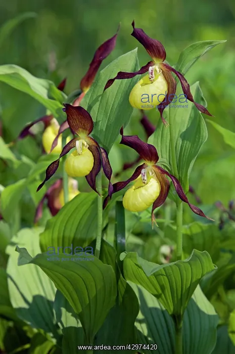 : LadyIs - slipper Orchid - flowering wild - plants : LadyIs - slipper Orchid - flowering wild - plants