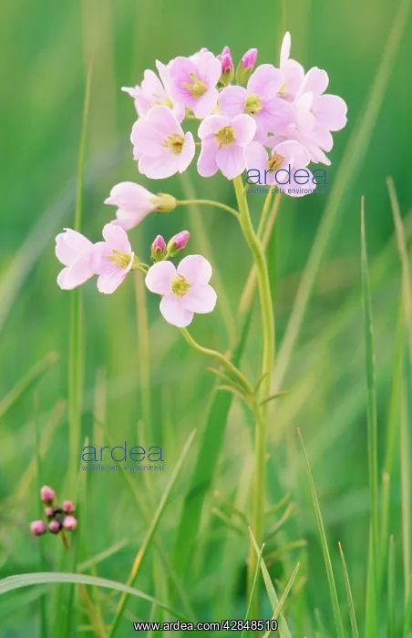 : LADYIS SMOCK / CUCKOO FLOWER : LADYIS SMOCK / CUCKOO FLOWER