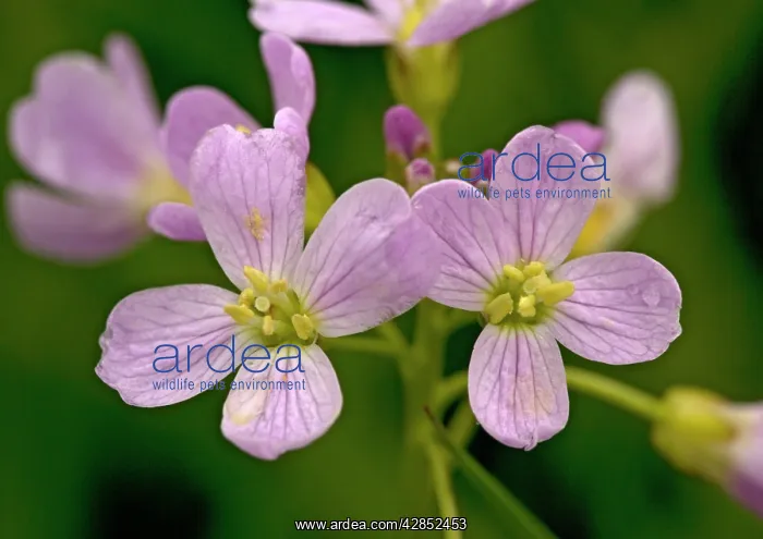 : LADYIS SMOCK / CUCKOO FLOWER : LADYIS SMOCK / CUCKOO FLOWER