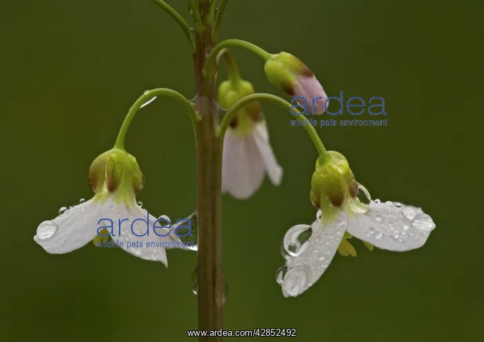  : LADYIS SMOCK  /  CUCKOO FLOWER. Spring flower