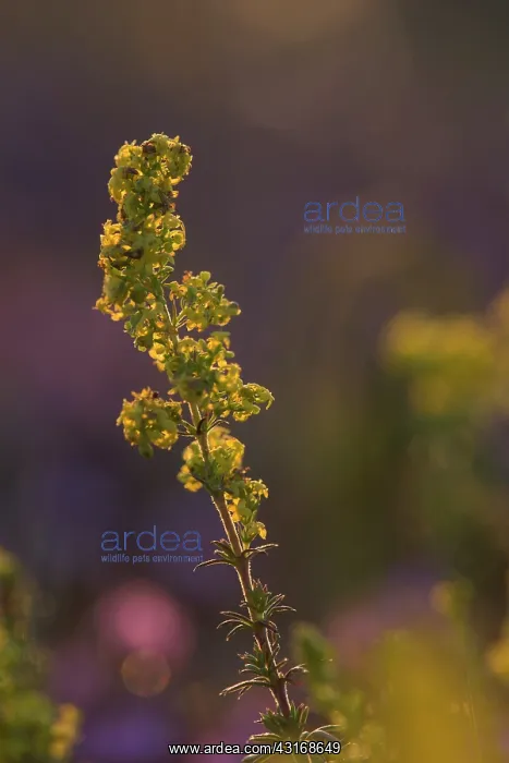 : Lady's Bedstraw : Lady's Bedstraw