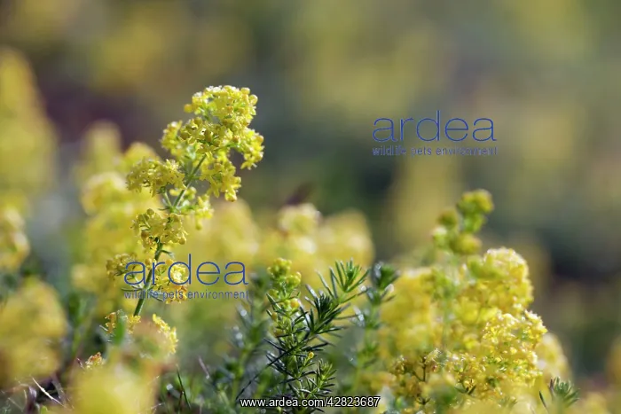 : Lady's Bedstraw in flower : Lady's Bedstraw in flower