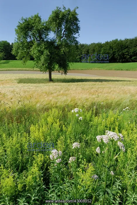 : Lady's Bedstraw Yellow Bedstraw Wildflower strip Fallow land : Lady's Bedstraw Yellow Bedstraw Wildflower strip Fallow land