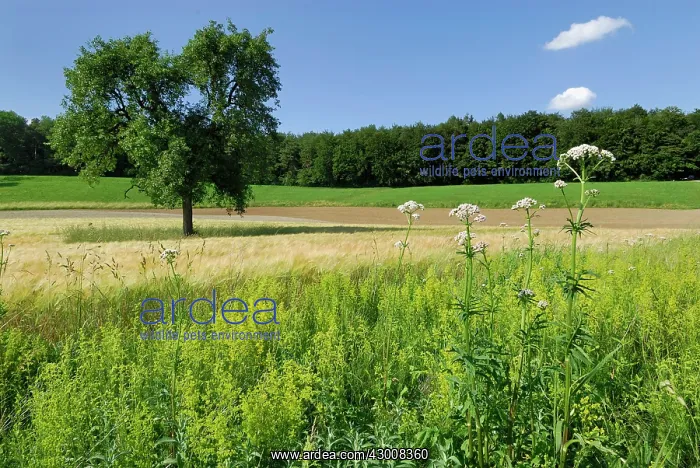 : Lady's Bedstraw Yellow Bedstraw Wildflower strip Fallow land : Lady's Bedstraw Yellow Bedstraw Wildflower strip Fallow land