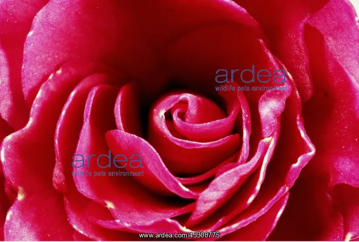 : LADY'S BONNET - close-up of flower : LADY'S BONNET - close-up of flower