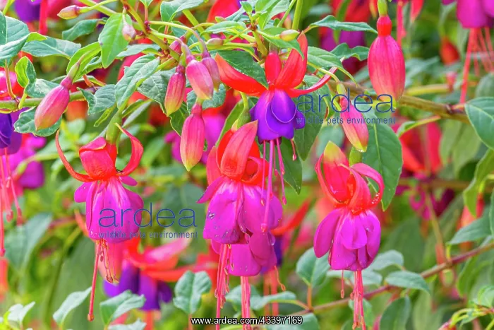 : Lady's Eardrops, Fuchsia Jules Daloge, flowers : Lady's Eardrops, Fuchsia Jules Daloge, flowers