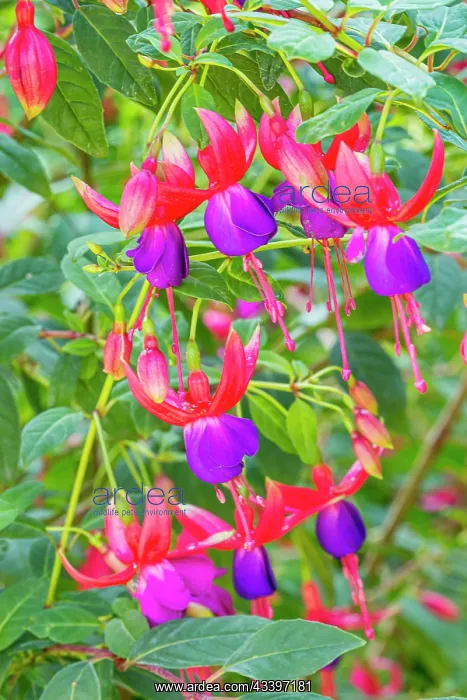 : Lady's Eardrops, Fuchsia Jules Daloge, flowers : Lady's Eardrops, Fuchsia Jules Daloge, flowers