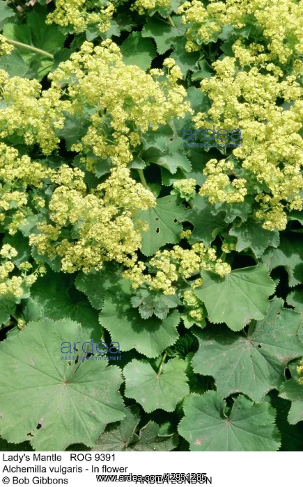 : Lady's Mantle : Lady's Mantle