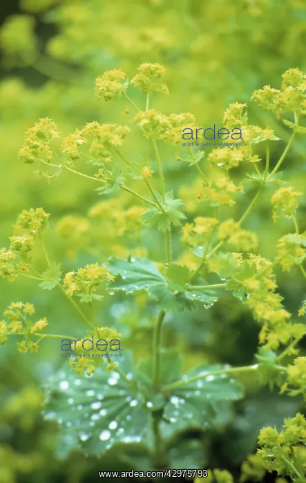 : Lady's Mantle : Lady's Mantle