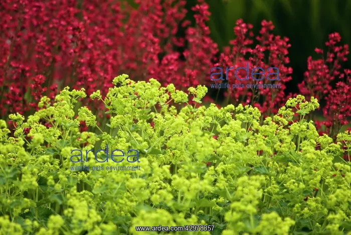 : Lady's Mantle : Lady's Mantle