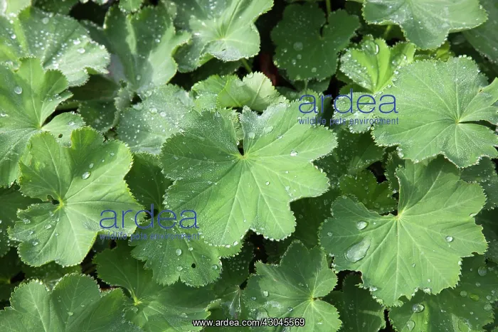  : Lady's mantle