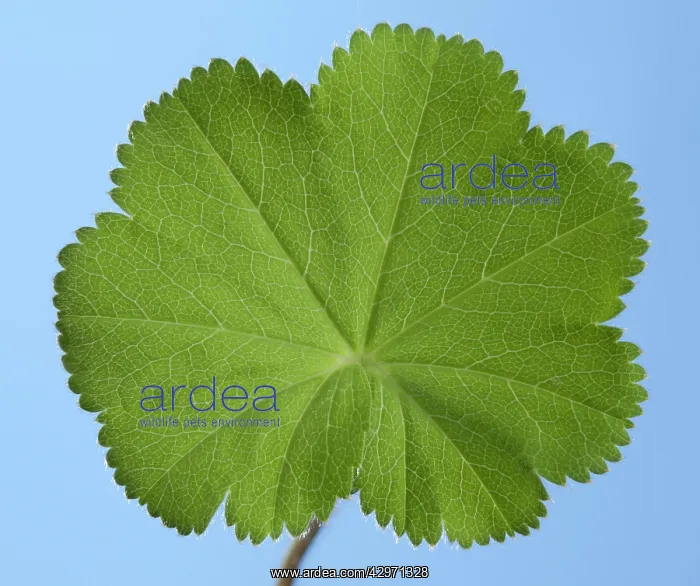 : Lady's Mantle - unfolded leaf : Lady's Mantle - unfolded leaf