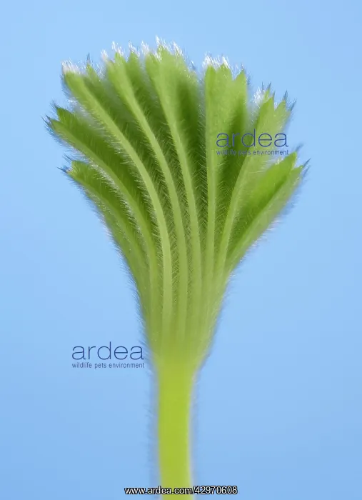 : Lady's Mantle - unfolding leaf : Lady's Mantle - unfolding leaf