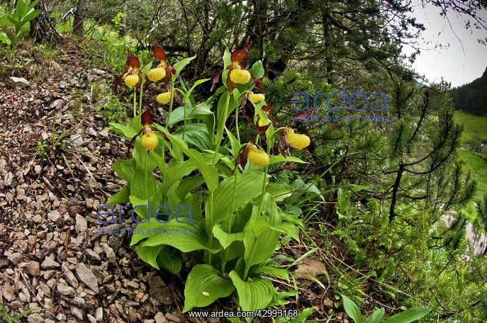 : Lady's Slipper Orchid : Lady's Slipper Orchid