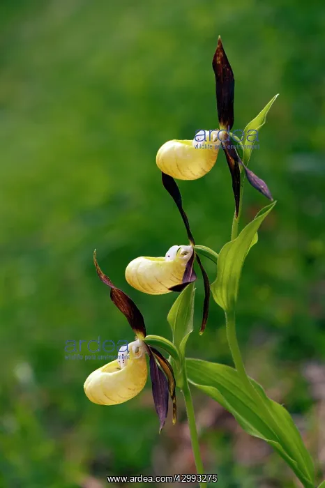 : Lady's Slipper Orchid : Lady's Slipper Orchid