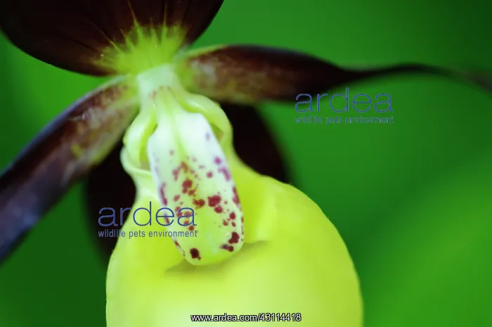 : Lady's-slipper orchid : Lady's-slipper orchid