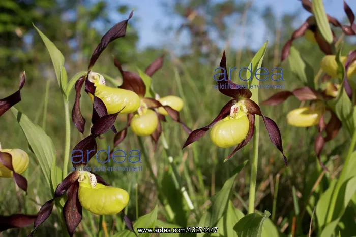 : Lady's Slipper Orchid : Lady's Slipper Orchid