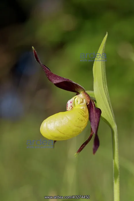 : Lady's Slipper Orchid : Lady's Slipper Orchid
