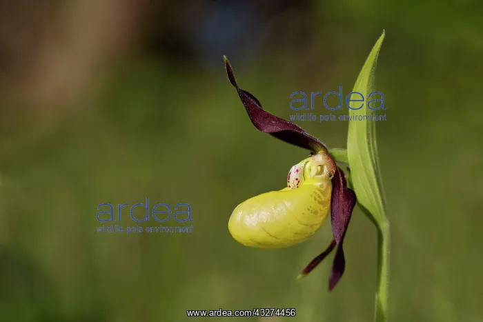 : Lady's Slipper Orchid : Lady's Slipper Orchid