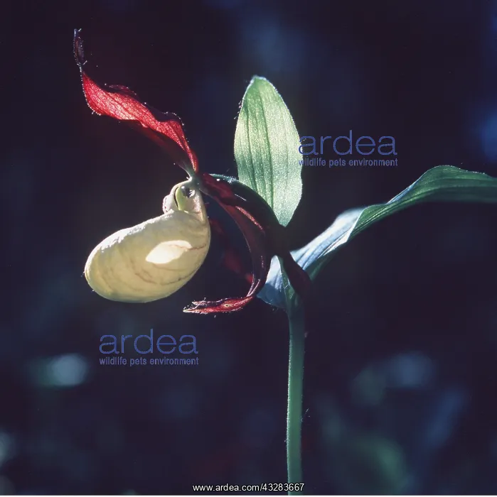 : LADY'S SLIPPER ORCHID : LADY'S SLIPPER ORCHID