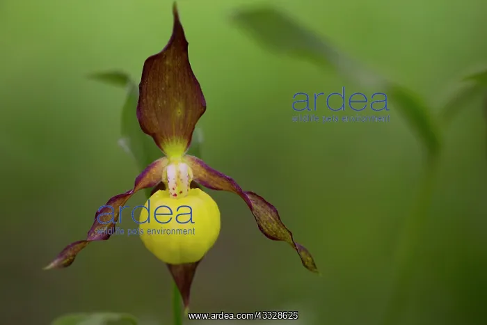 : Lady's-slipper orchid : Lady's-slipper orchid