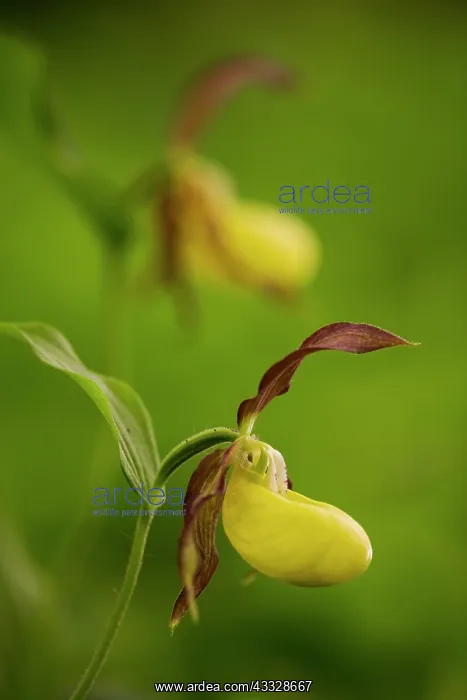 : Lady's-slipper orchid : Lady's-slipper orchid