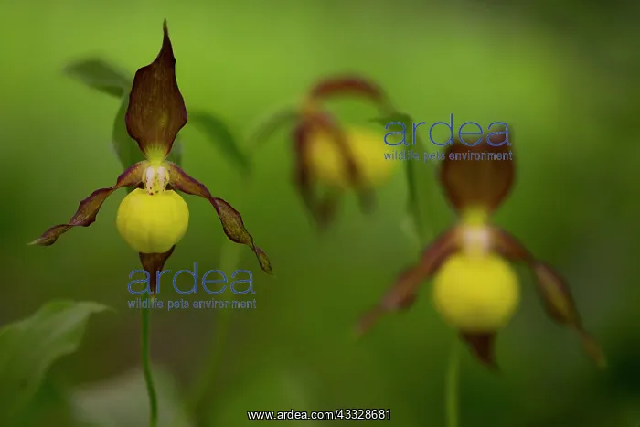 : Lady's-slipper orchid : Lady's-slipper orchid