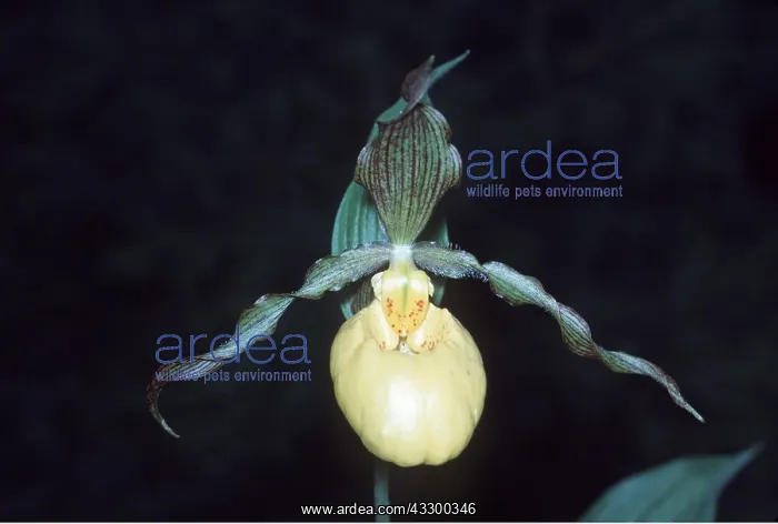 : LADY'S SLIPPER ORCHID - close-up of flower : LADY'S SLIPPER ORCHID - close-up of flower