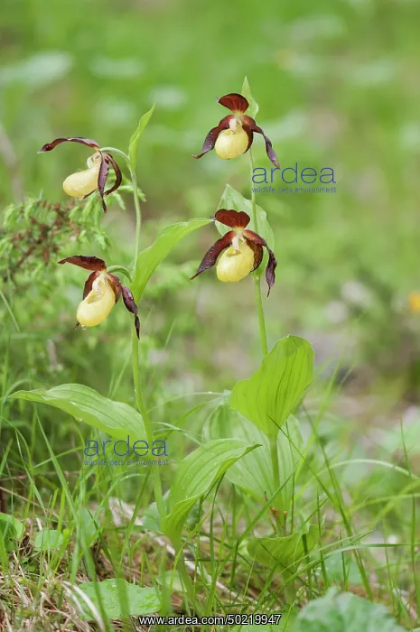 : The lady's slipper orchid (Cypripedium calceolus) : The lady's slipper orchid (Cypripedium calceolus)