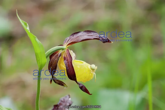 : The lady's slipper orchid (Cypripedium calceolus) : The lady's slipper orchid (Cypripedium calceolus)