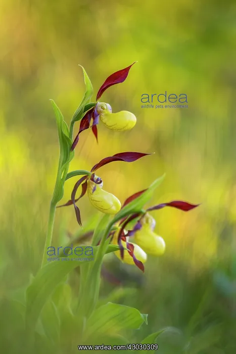 : Lady's Slipper Orchid - Flower - Cumbria - Uk : Lady's Slipper Orchid - Flower - Cumbria - Uk
