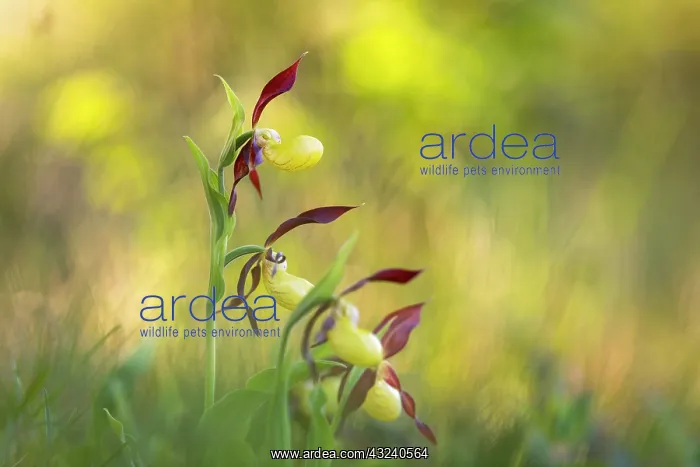 : Lady's Slipper Orchid - Flower - Cumbria - UK : Lady's Slipper Orchid - Flower - Cumbria - UK