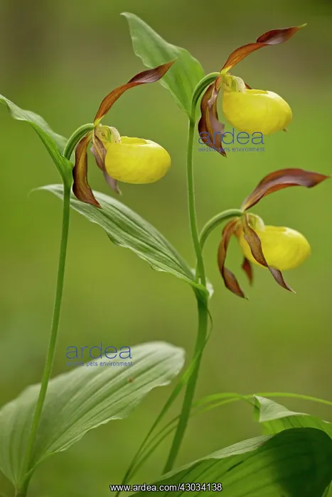 : Lady's Slipper Orchid in flower in woodland Dolomites, Italy : Lady's Slipper Orchid in flower in woodland Dolomites, Italy