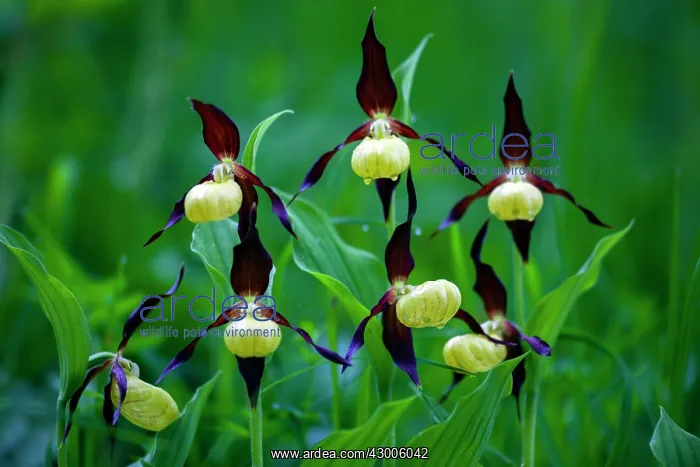 : Lady's Slipper Orchid, Hessen, Germany : Lady's Slipper Orchid, Hessen, Germany