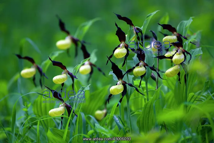 : Lady's Slipper Orchid, Hessen, Germany : Lady's Slipper Orchid, Hessen, Germany