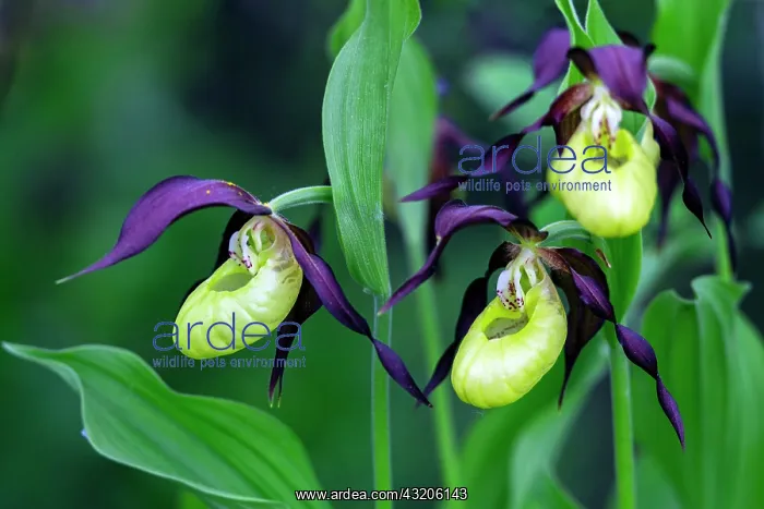: Lady's Slipper Orchid, Hessen, Germany : Lady's Slipper Orchid, Hessen, Germany