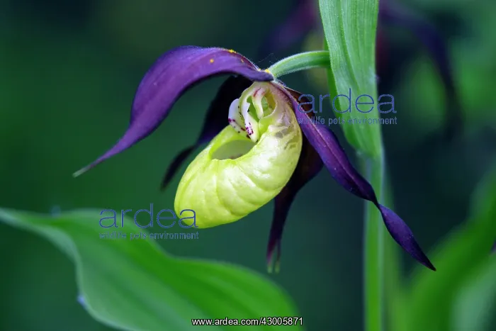 : Lady's Slipper Orchid, portrait of blossom, Hessen, Germany : Lady's Slipper Orchid, portrait of blossom, Hessen, Germany
