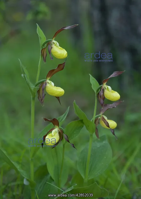 : Lady's slipper orchids : Lady's slipper orchids