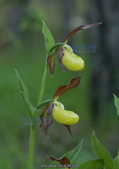 : Lady's slipper orchids : Lady's slipper orchids