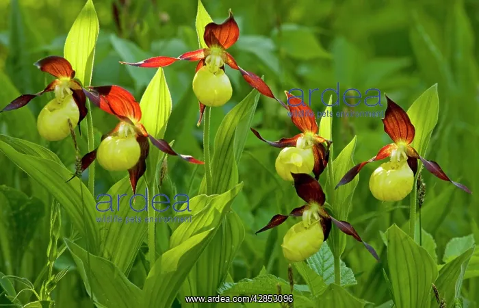 : Lady's Slipper Orchids : Lady's Slipper Orchids
