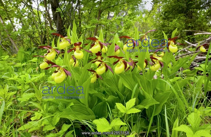 : Lady's Slipper Orchids - in ancient flowery wood : Lady's Slipper Orchids - in ancient flowery wood