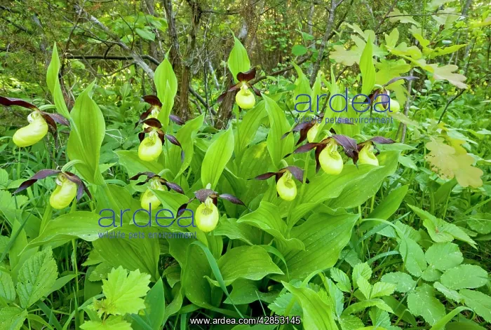 : Lady's Slipper Orchids - in beautiful ancient flowery : Lady's Slipper Orchids - in beautiful ancient flowery