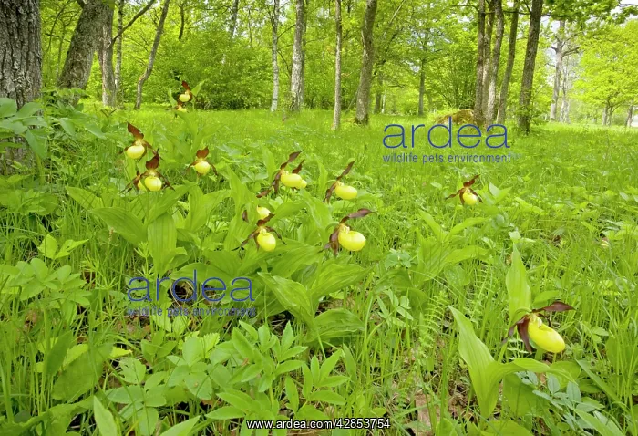 : Lady's Slipper Orchids - in Laelatu Wooded Meadow : Lady's Slipper Orchids - in Laelatu Wooded Meadow