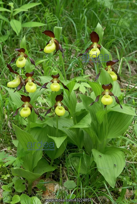 : Lady's-slipper orchids in woodland clearing : Lady's-slipper orchids in woodland clearing