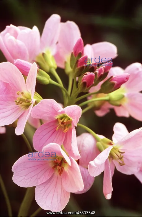 : LADY'S SMOCK / CUCKOO FLOWER : LADY'S SMOCK / CUCKOO FLOWER
