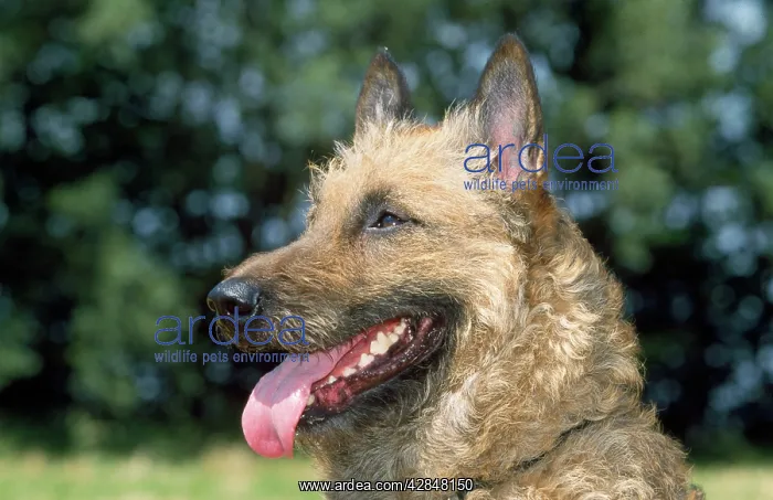 : Laekenois / Belgian Shepherd Dog - close-up of : Laekenois / Belgian Shepherd Dog - close-up of